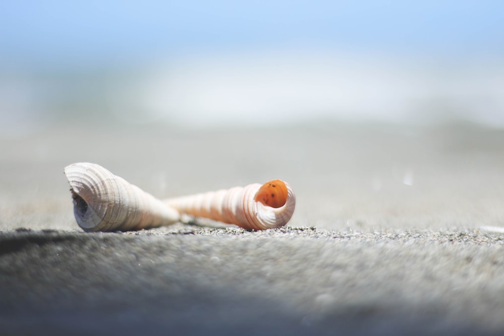 Conchiglia bianca sulla sabbia grigia durante il giorno