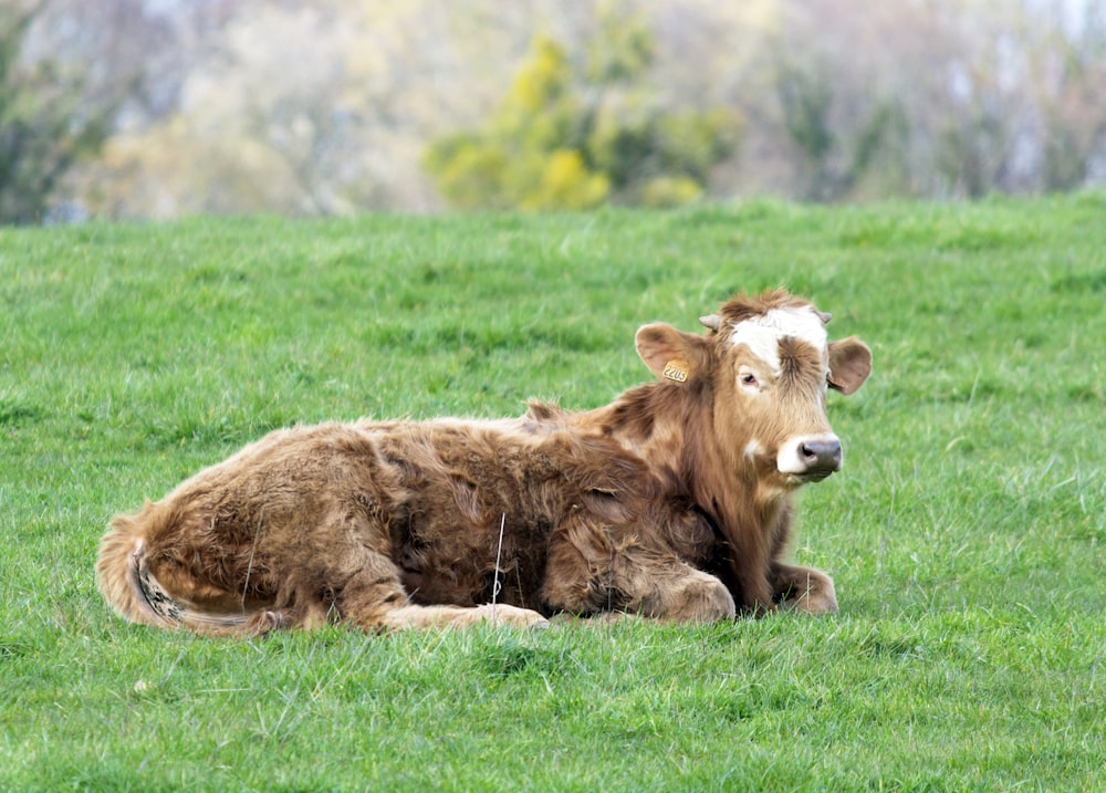 brown cow lying on green grass field during daytime