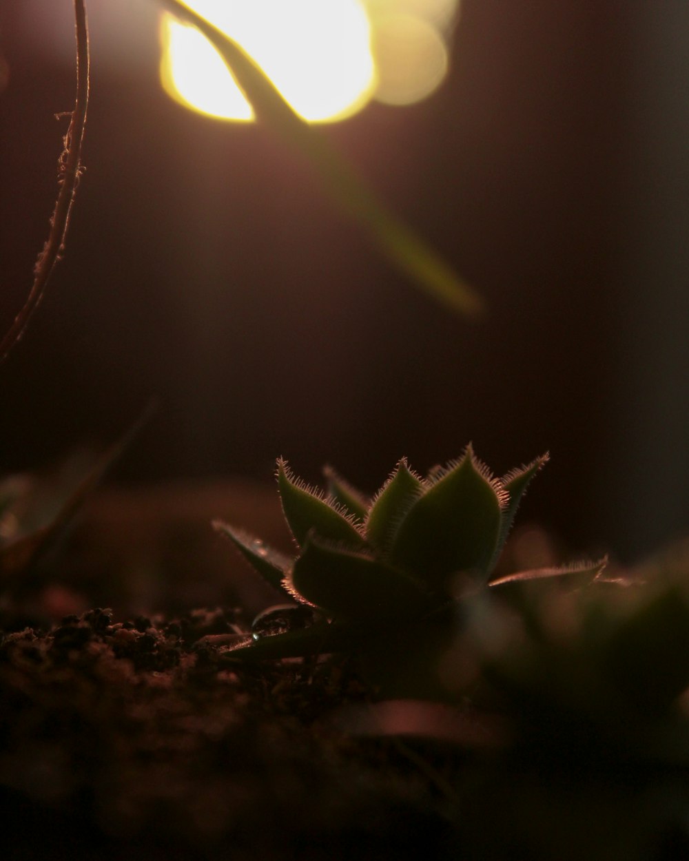 green plant on brown soil