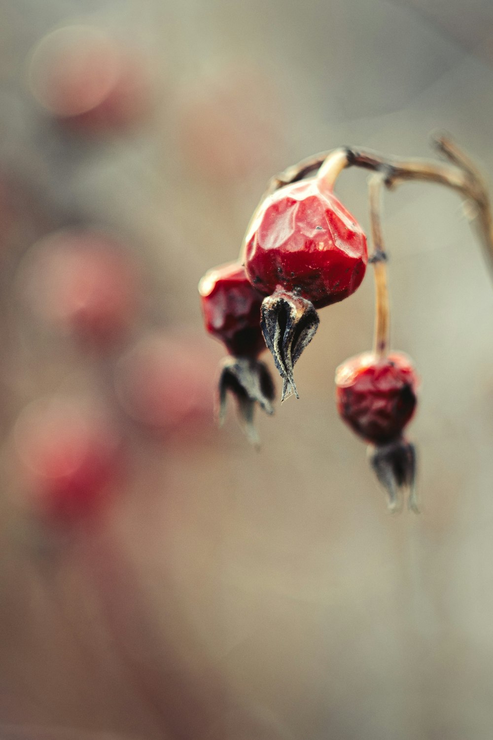 frutos vermelhos redondos na lente tilt shift