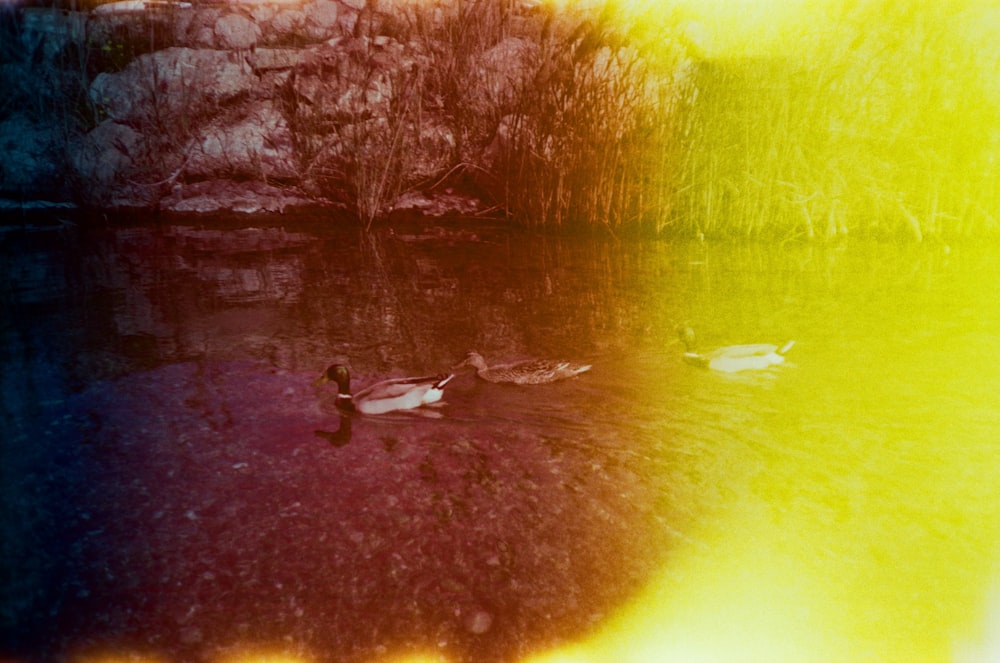 brown duck on water during daytime