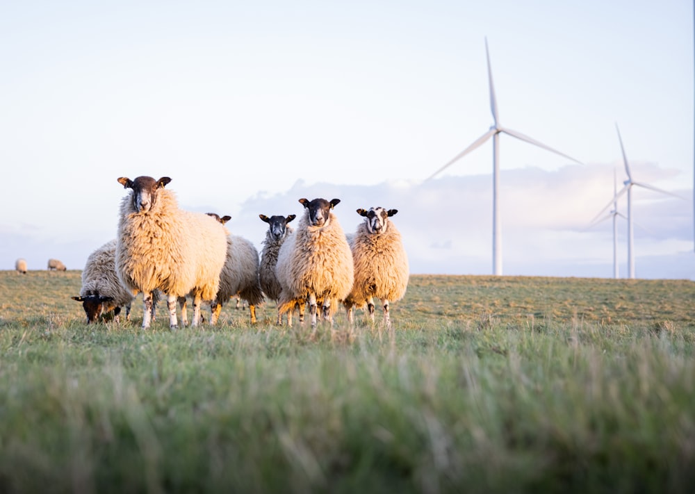 herd of sheep on green grass field during daytime