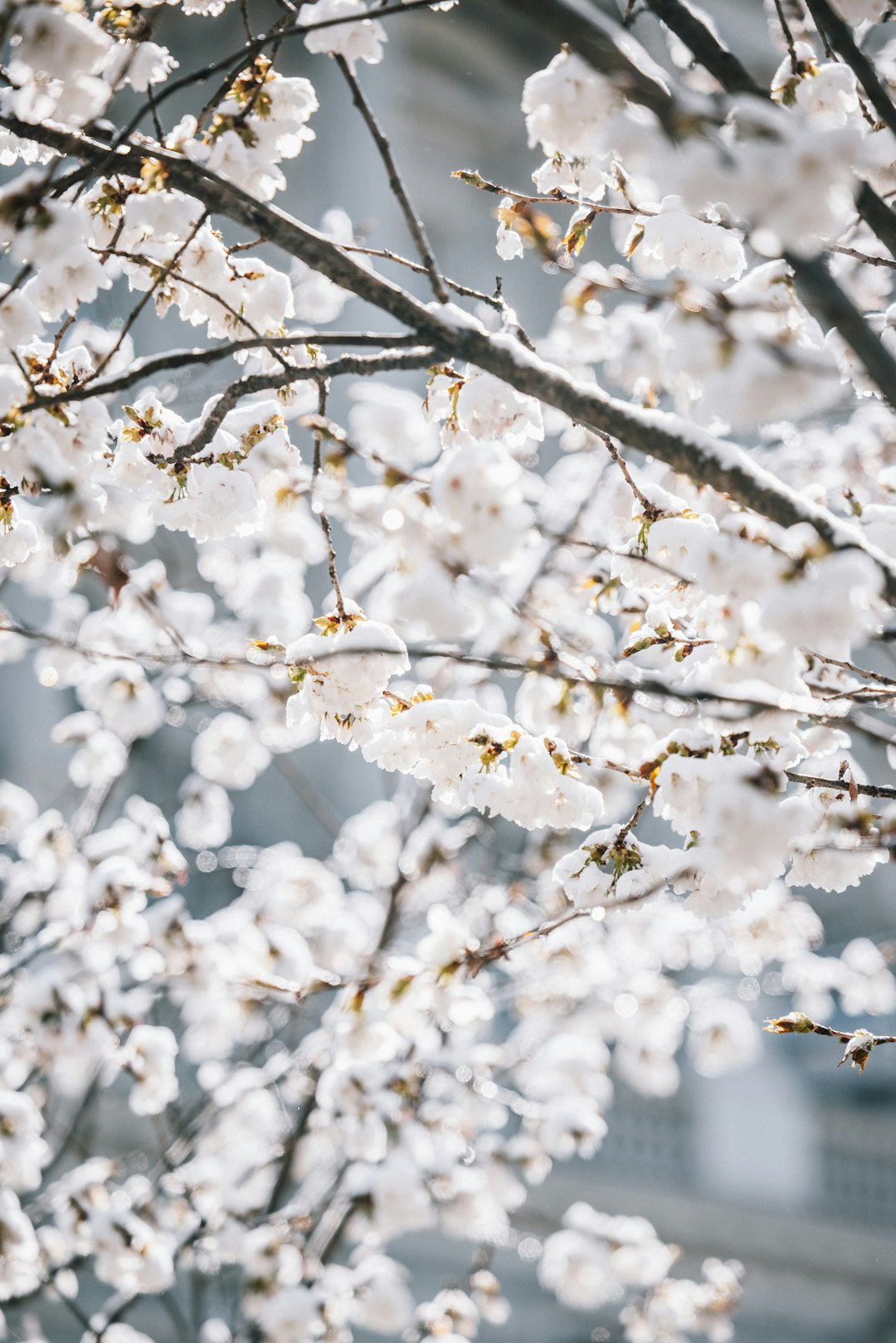 white cherry blossom tree during daytime