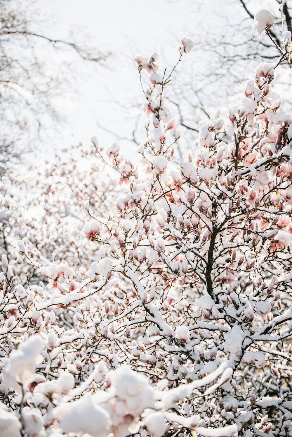 brown tree branch covered with snow