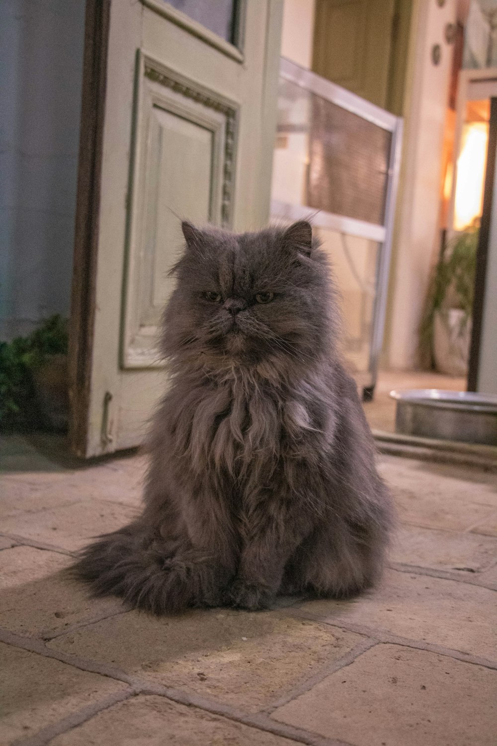 gray persian cat on white table