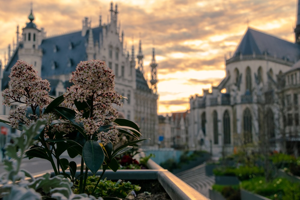 uma vista de um edifício com flores em primeiro plano