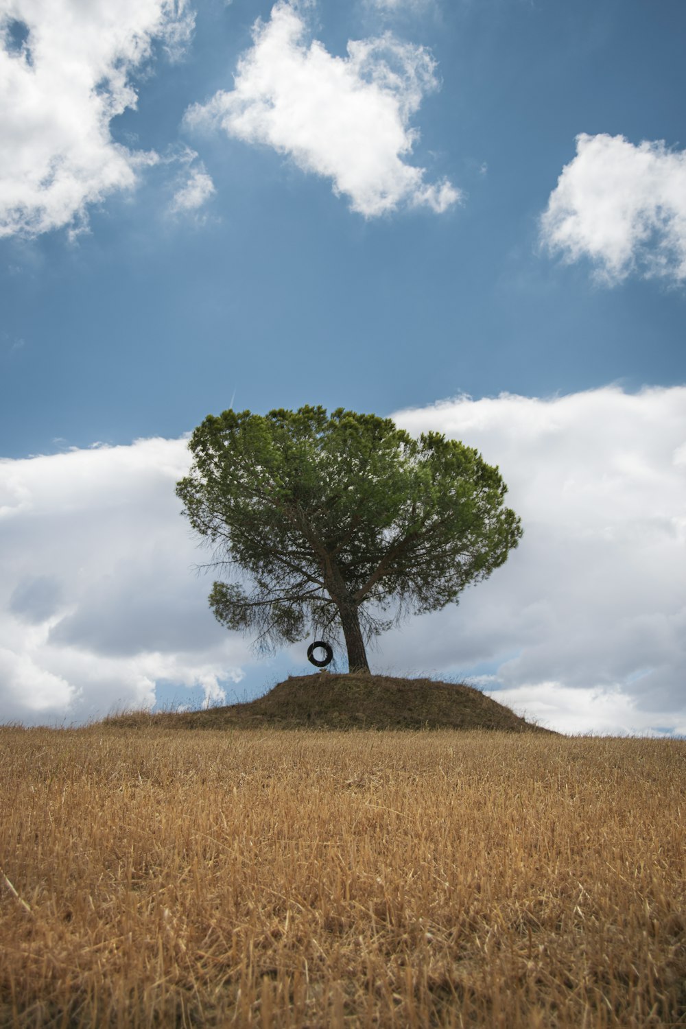 green tree on brown grass field under white clouds and blue sky during daytime