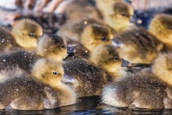 A group of fuzzy, yellow-brown ducklings are gathered closely together floating on water, with droplets visible on their soft feathers.