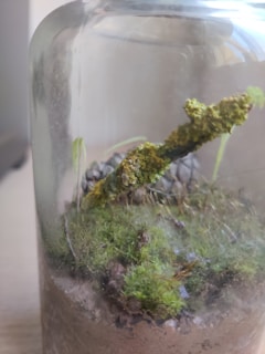 A jar filled with a small, natural ecosystem featuring green moss covering the soil and a twig with lichen. The overall impression is of a miniature garden, likely a terrarium.
