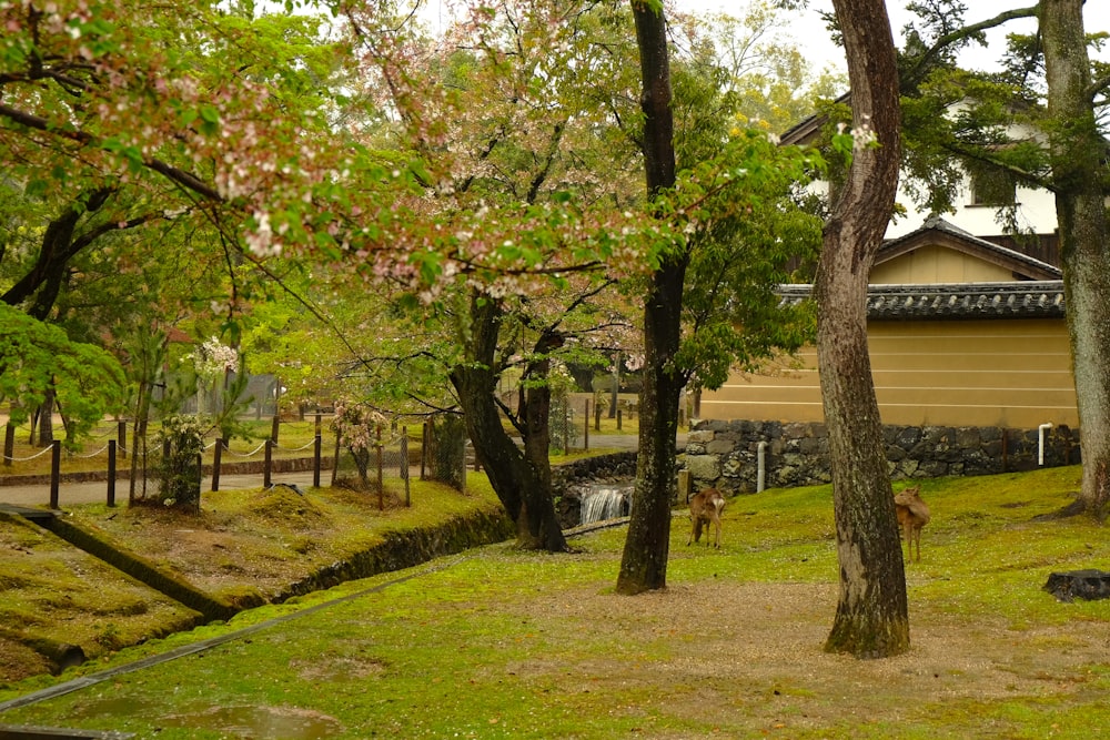 green grass field with trees and green grass