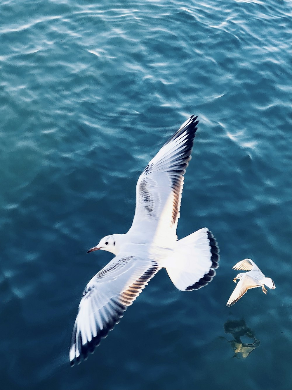 white and black bird flying