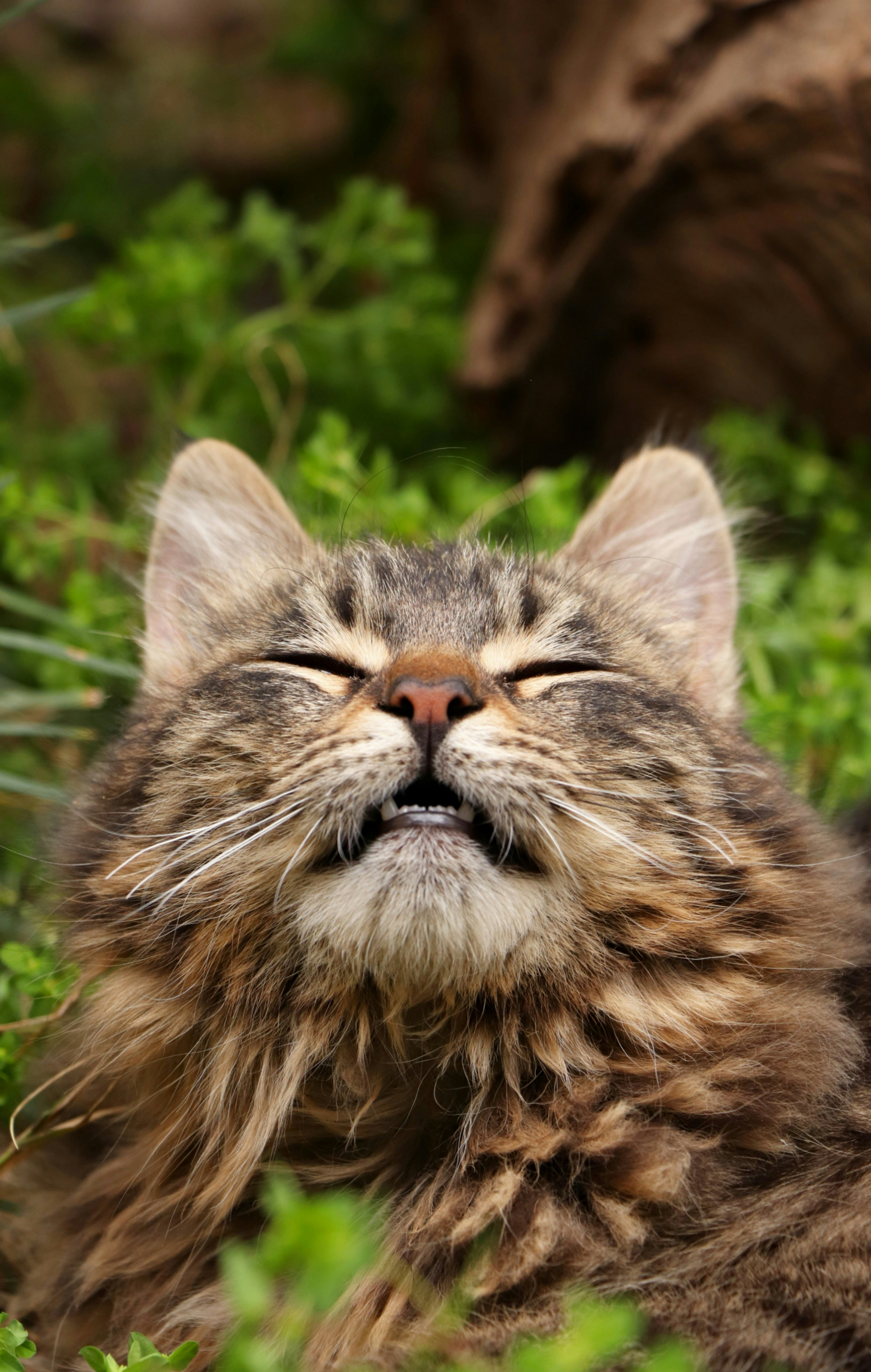 chat tigré brun sur herbe verte pendant la journée