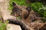 A fluffy brown tabby cat is lying on its back among dense green foliage. Its large, expressive eyes gaze upwards, and its tail is curled around its body. The environment is natural and slightly rustic, with a wooden plank visible next to the cat.
