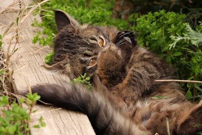 A fluffy brown tabby cat is lying on its back among dense green foliage. Its large, expressive eyes gaze upwards, and its tail is curled around its body. The environment is natural and slightly rustic, with a wooden plank visible next to the cat.