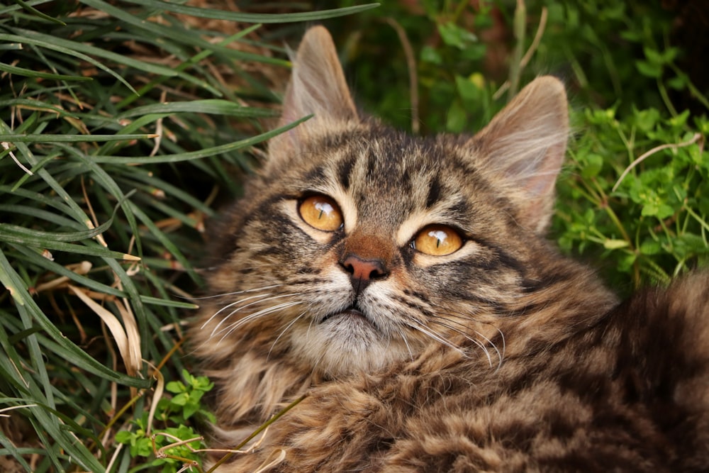 brown tabby cat on green grass