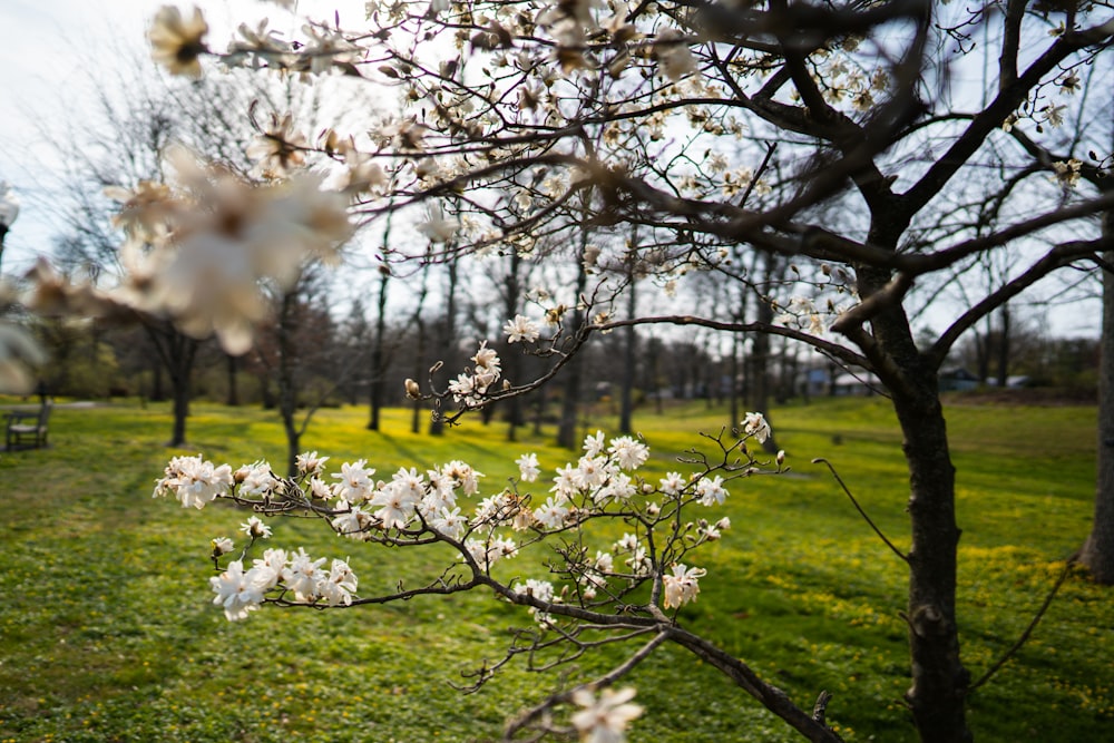 white cherry blossom tree during daytime