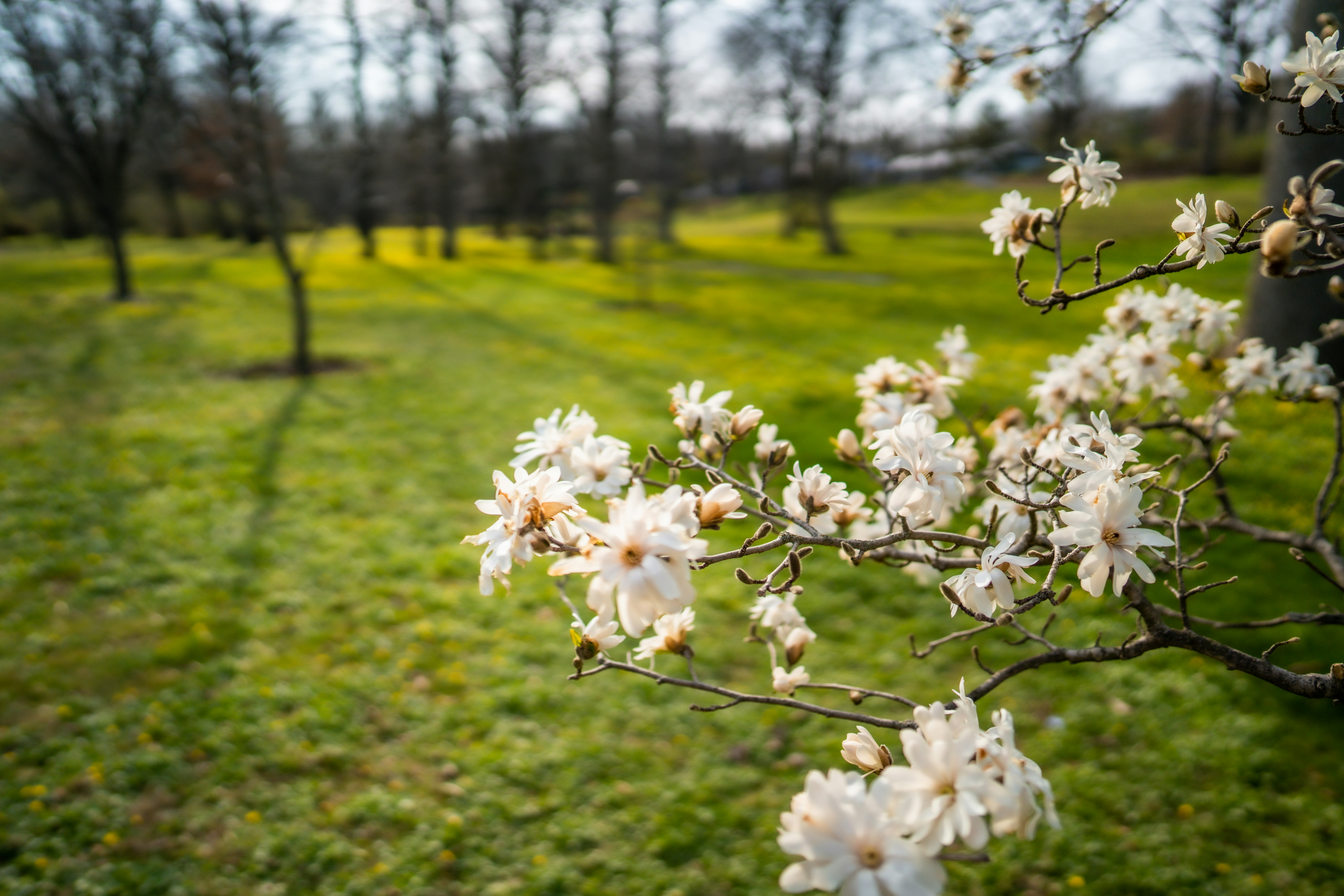 Ruff Park and Magnolia Arboretum