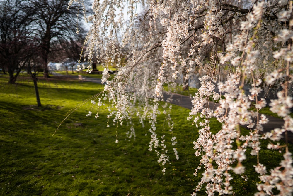 white cherry blossom tree on green grass field during daytime