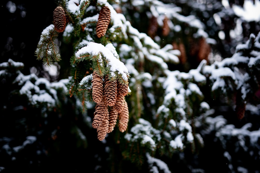 brown pine cone in close up photography