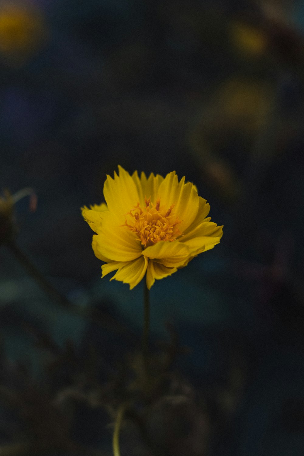 yellow flower in tilt shift lens