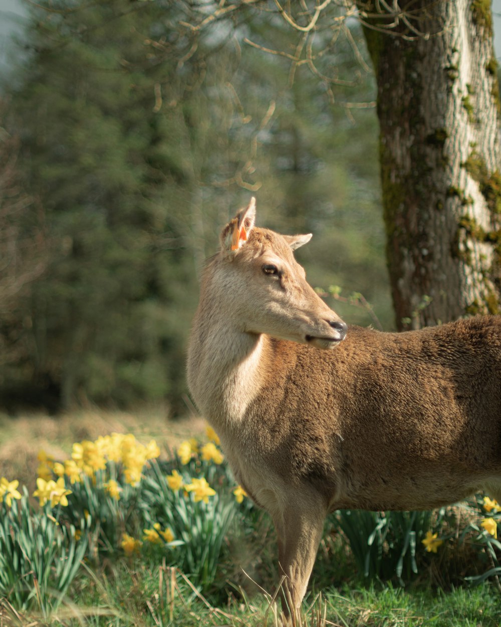 Cerf brun sur un terrain d’herbe verte pendant la journée