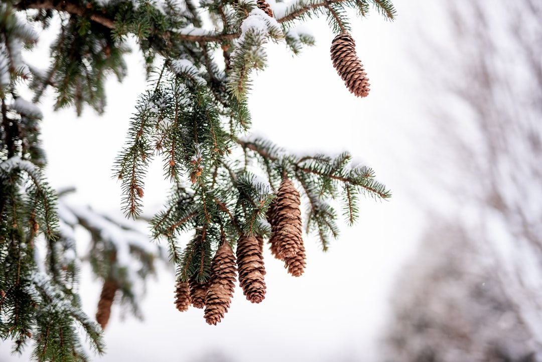 green pine tree covered with snow