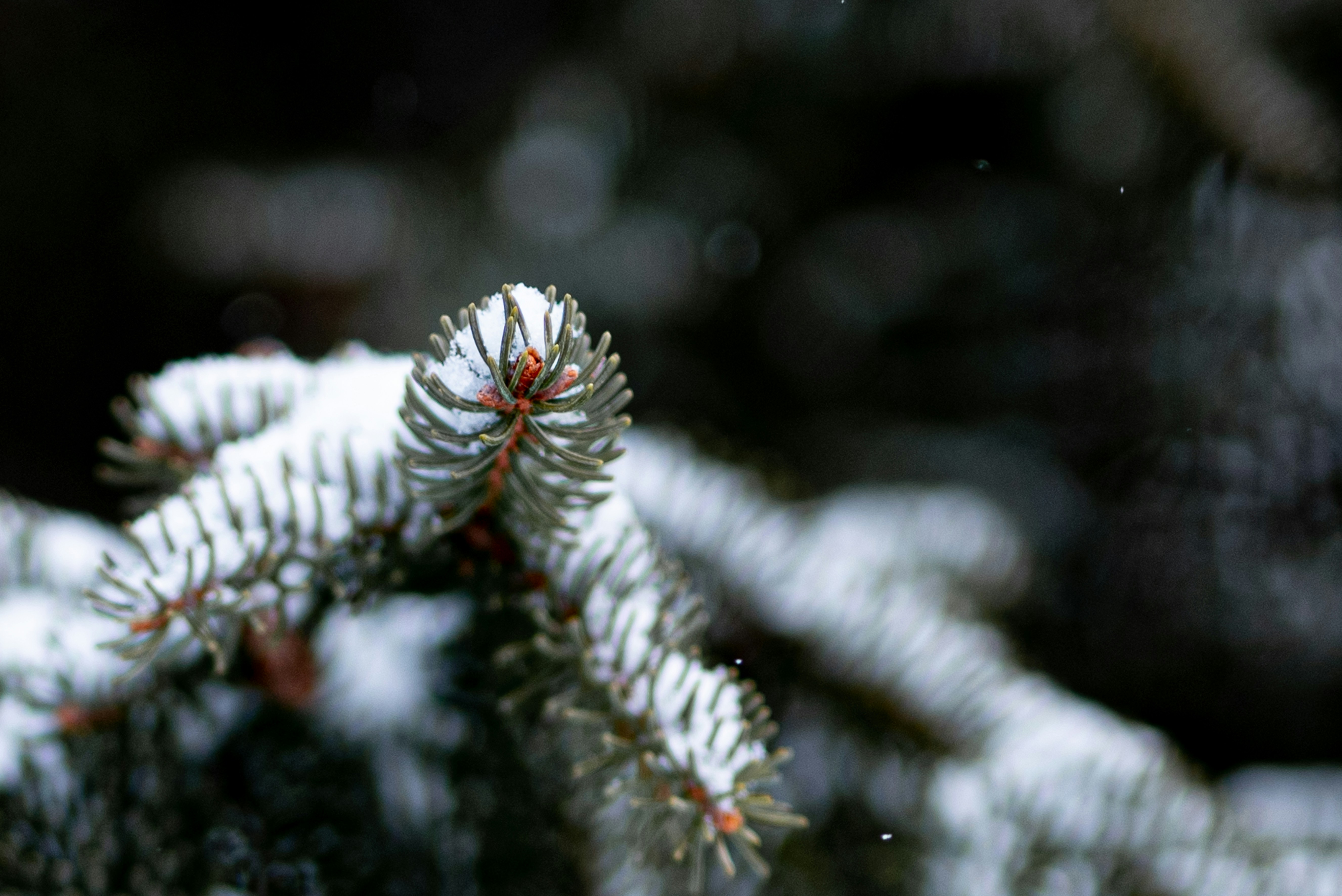 Photo by lauraadaiphoto