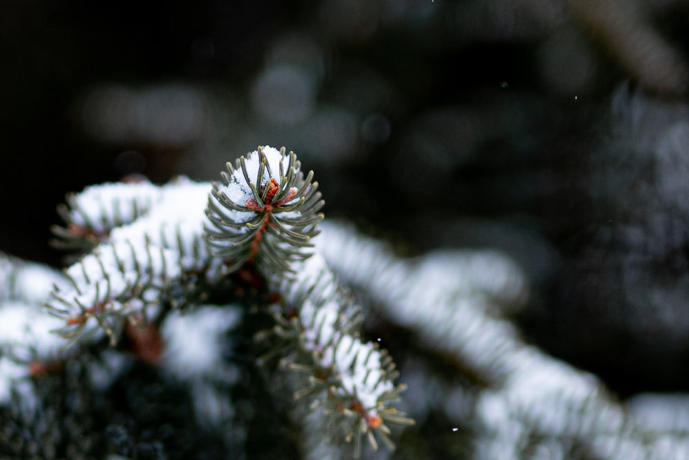 green pine tree covered with snow