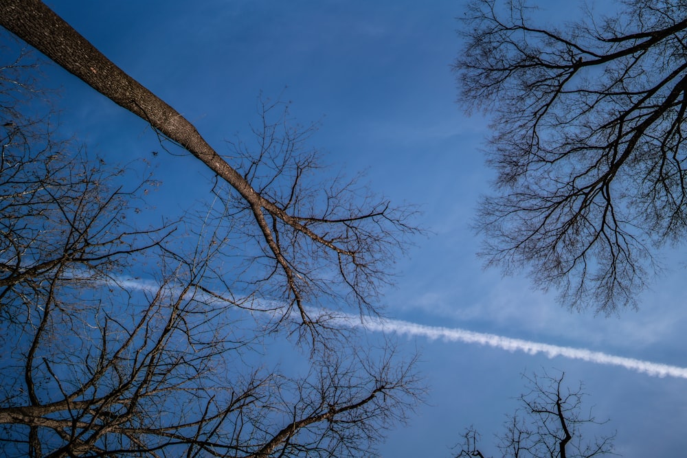 kahler Baum unter blauem Himmel