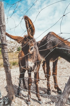 brown horse standing on brown field during daytime