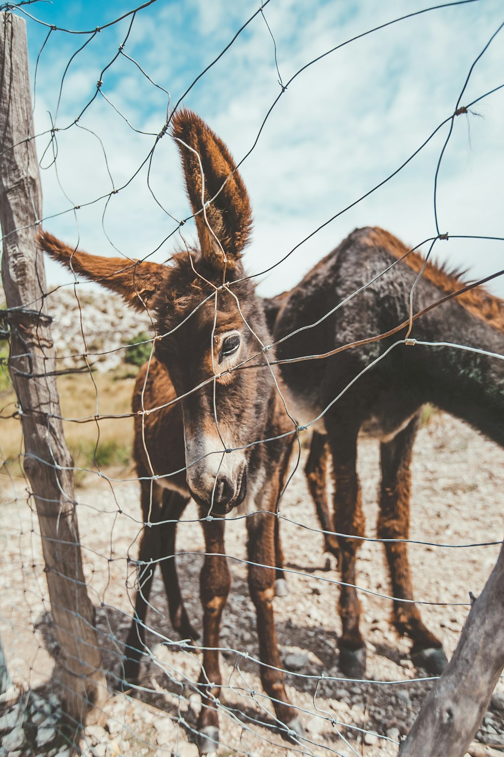 brown horse standing on brown field during daytime