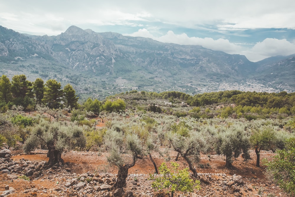 green trees on brown soil during daytime