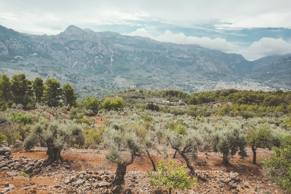 Green trees on brown soil during daytime — Mallorca, Spain