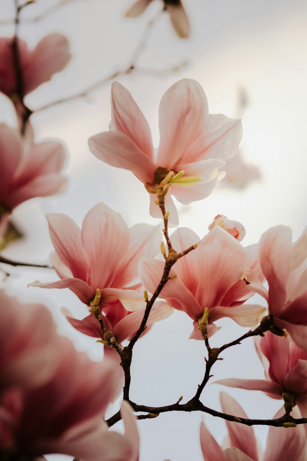 pink and white flower in tilt shift lens