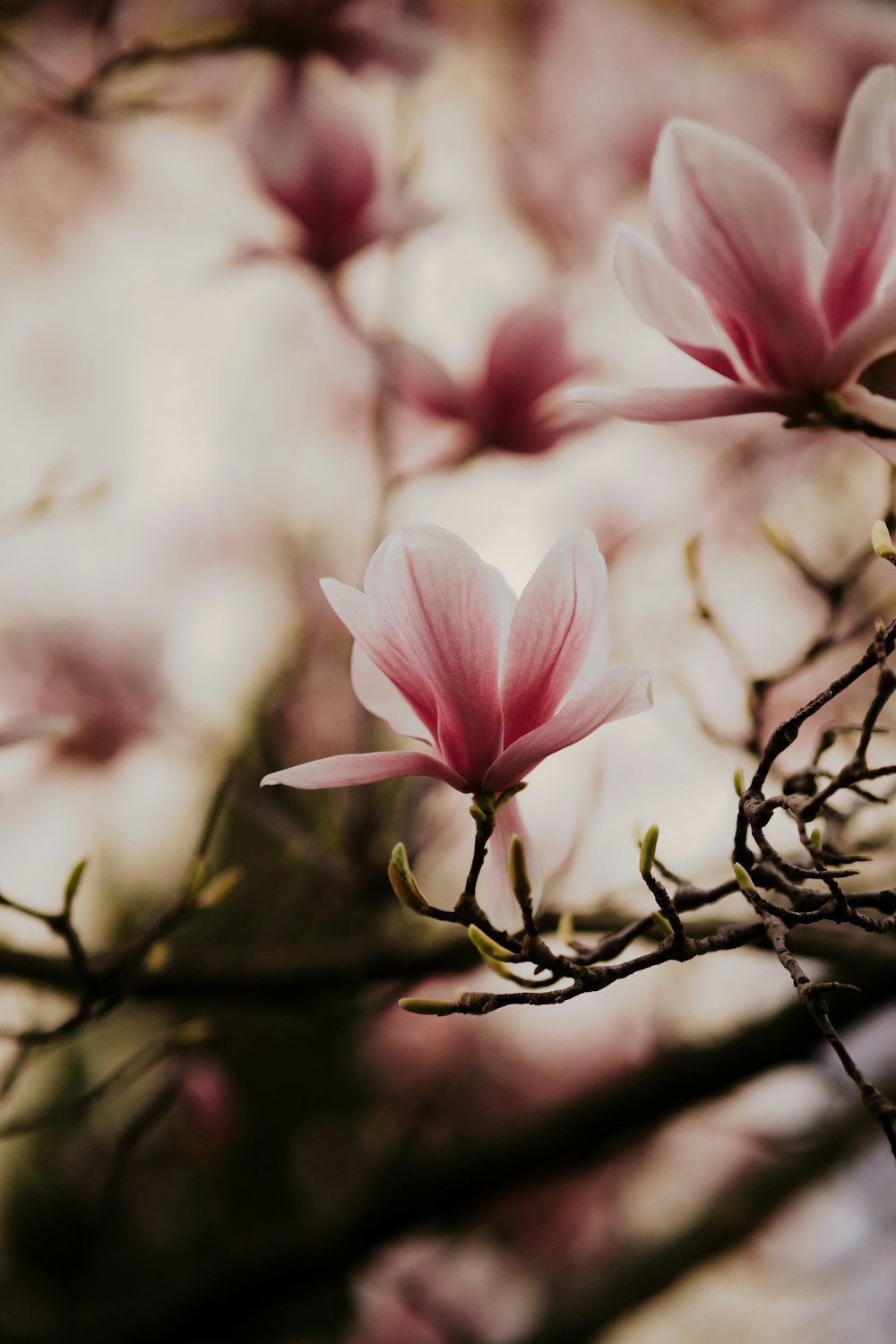 pink flower on brown tree branch