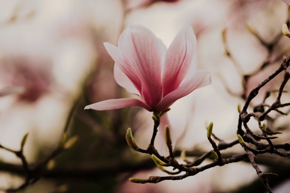 pink flower in tilt shift lens