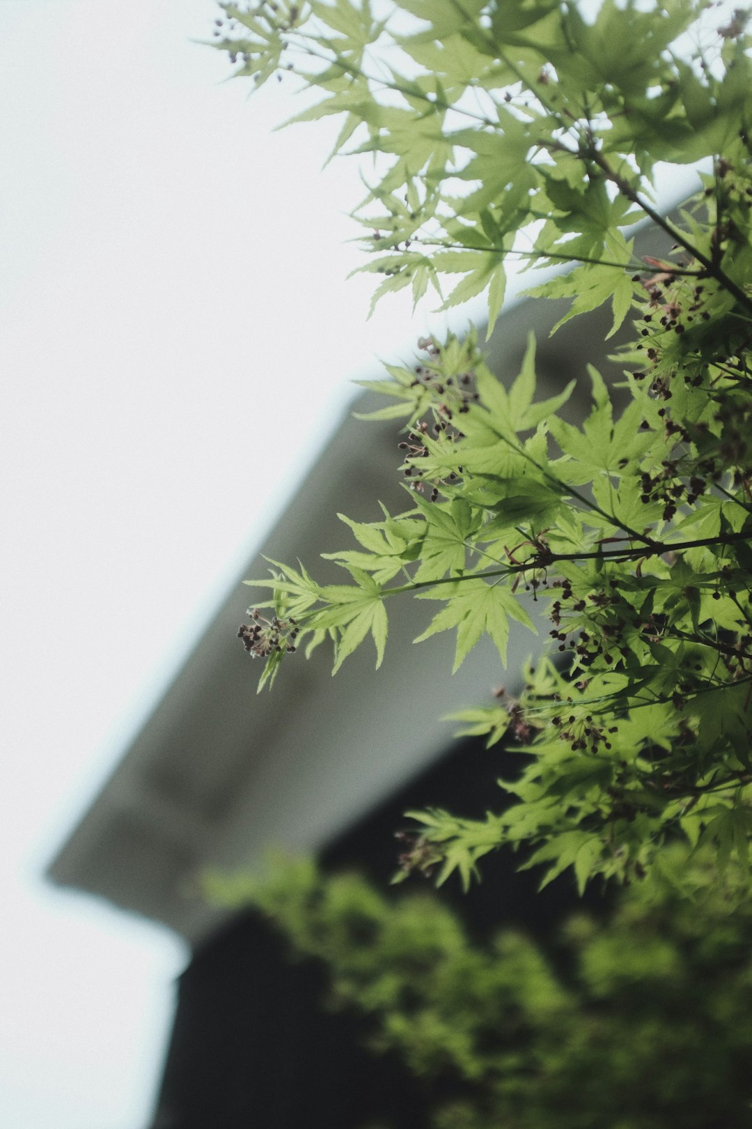 green leaves on white wall