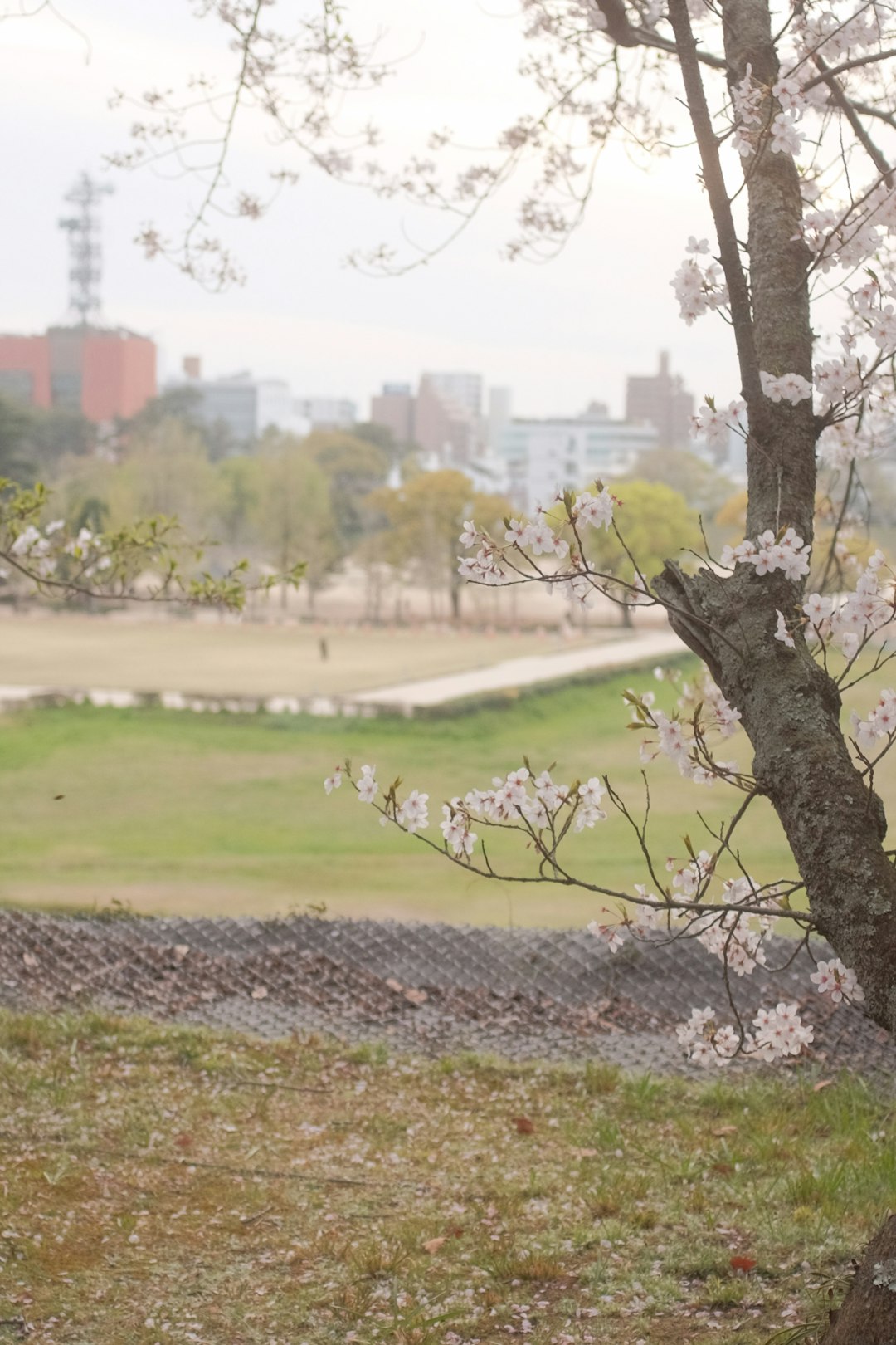 green tree on green grass field during daytime