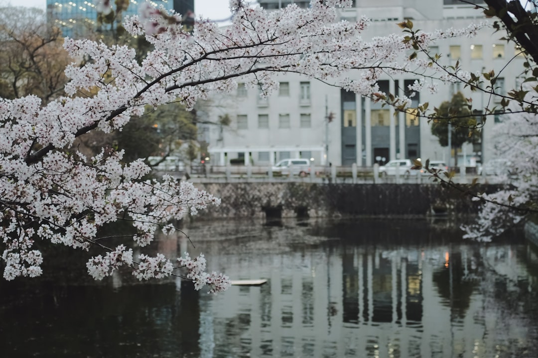 white cherry blossom tree near body of water during daytime