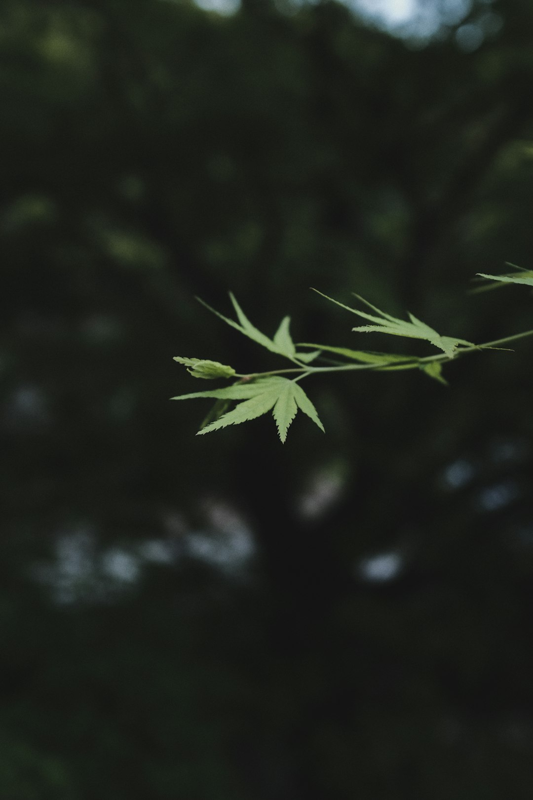 green leaf in close up photography