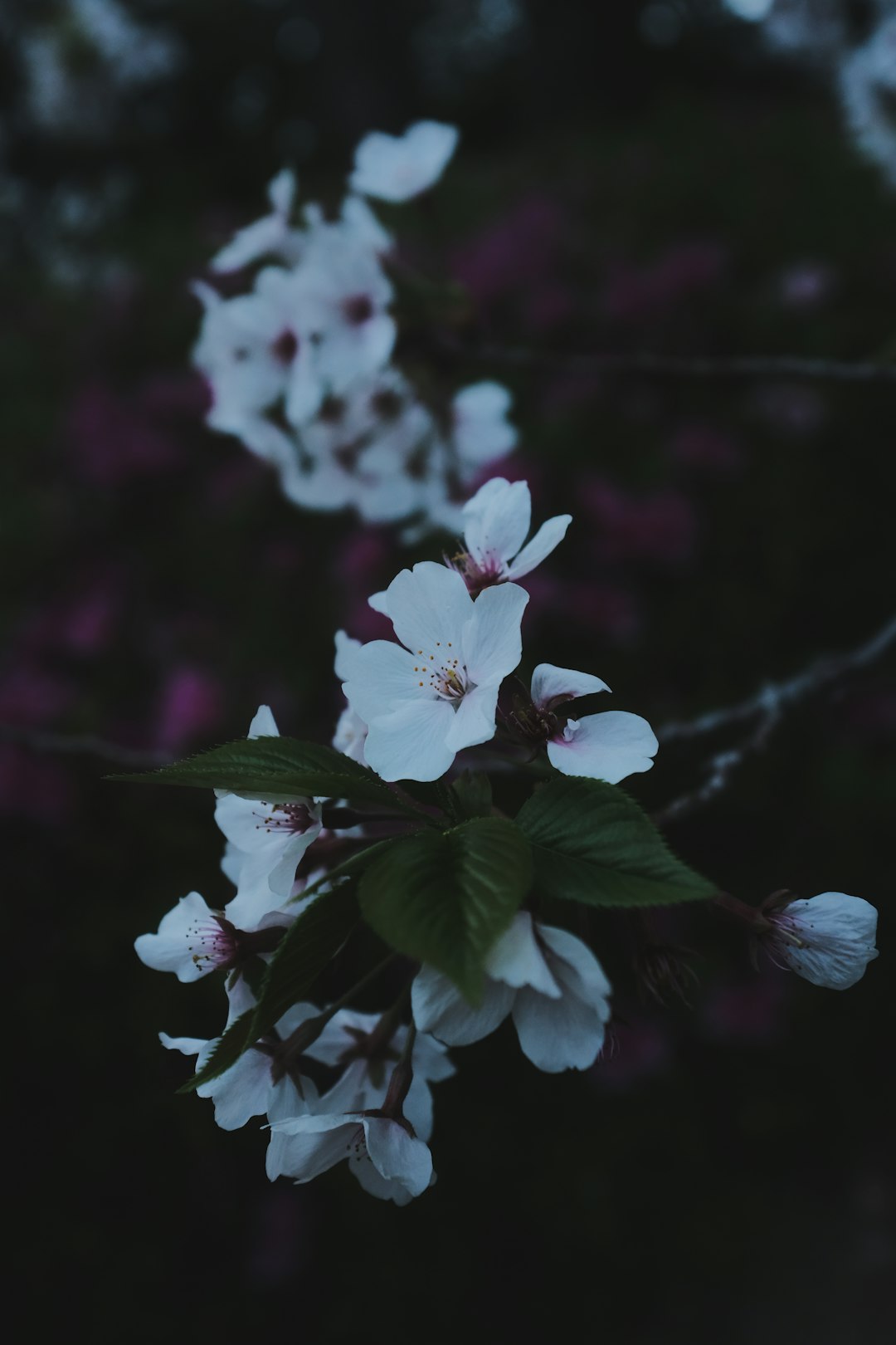 white flowers in tilt shift lens