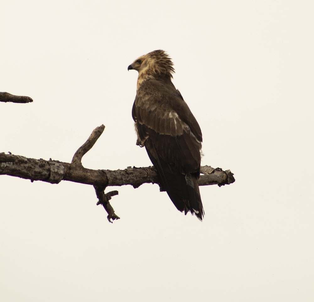 brown bird on brown tree branch