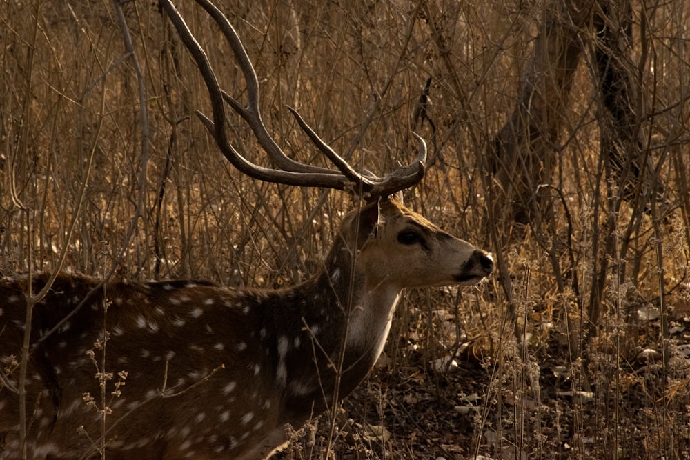 brown and white spotted deer on brown grass field during daytime