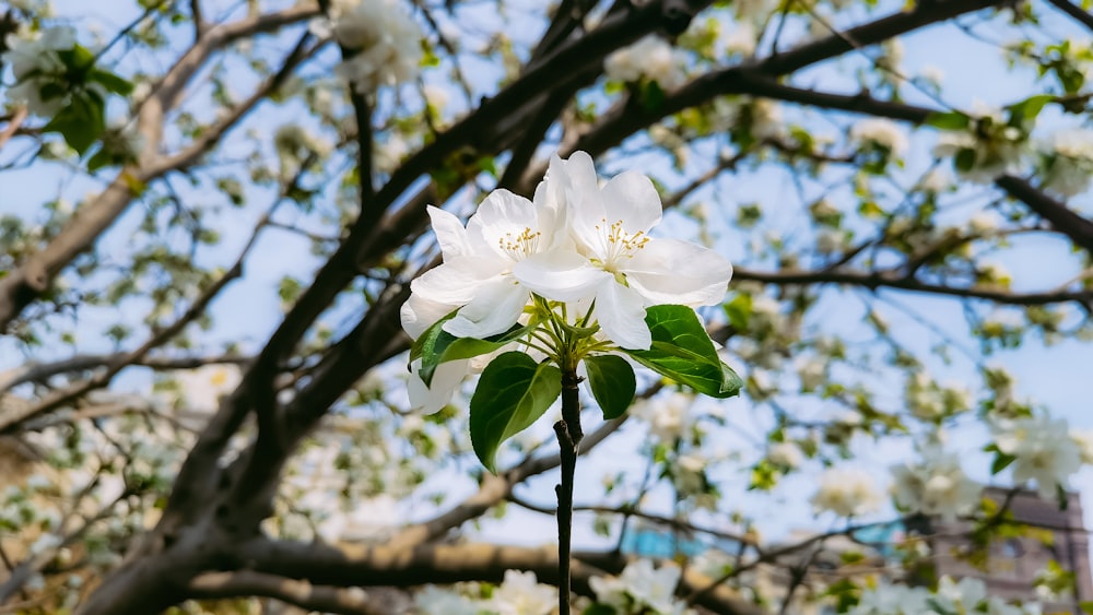 flor de cerejeira branca na fotografia de perto