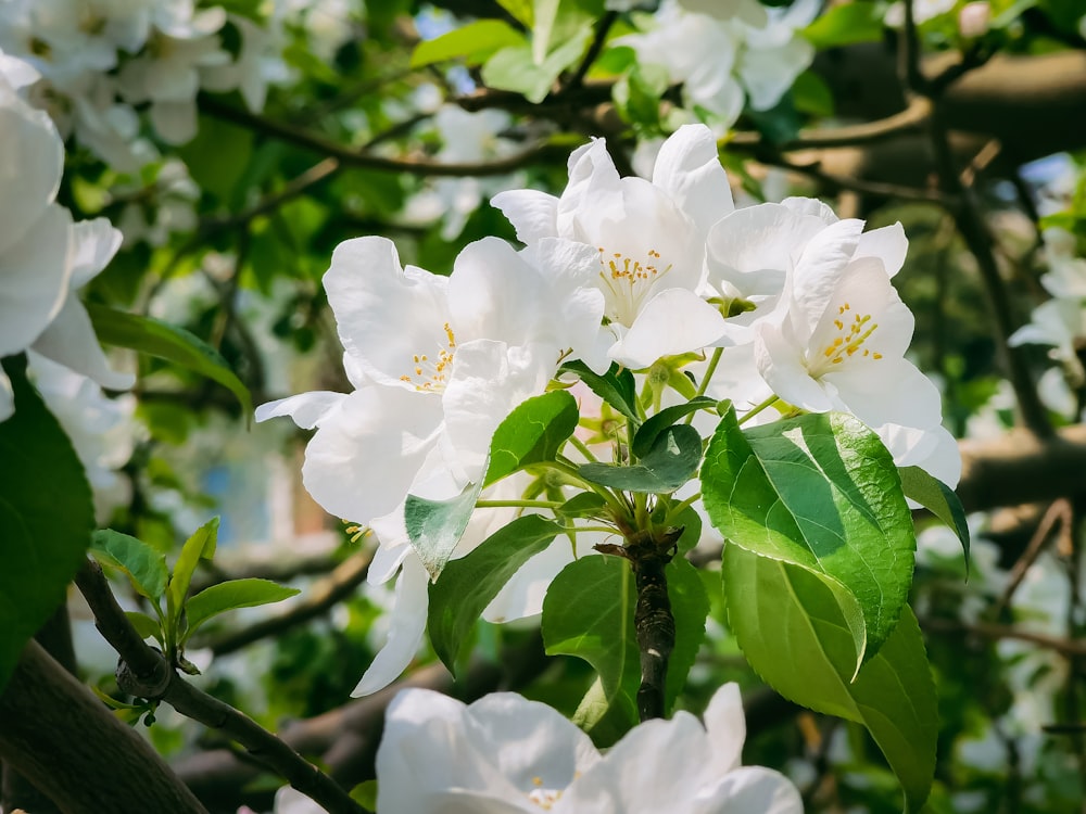 white flower with green leaves