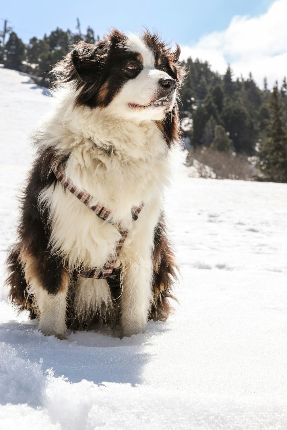 black and white border collie on snow covered ground during daytime