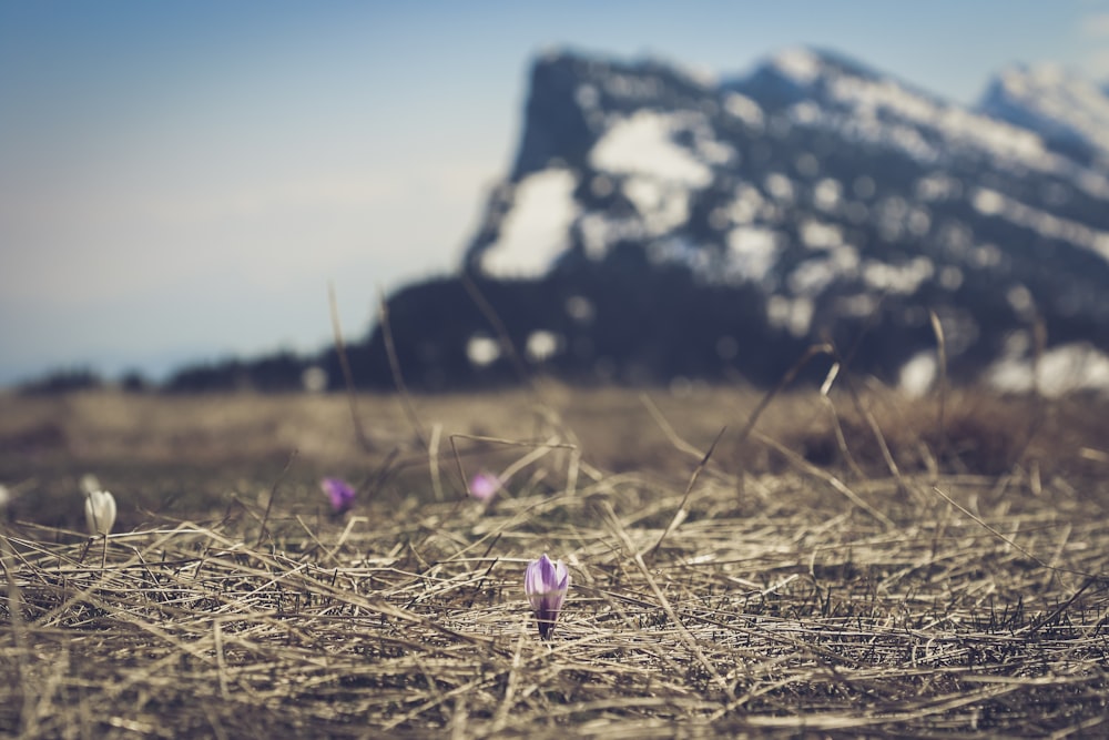 pink flower on brown grass field during daytime