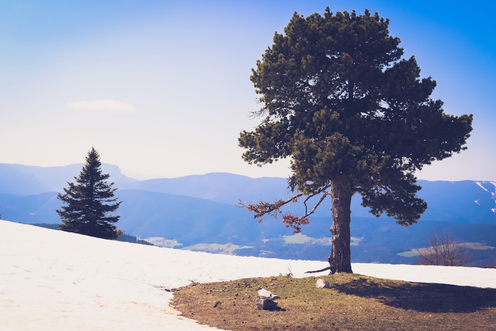 green tree on white sand near lake during daytime