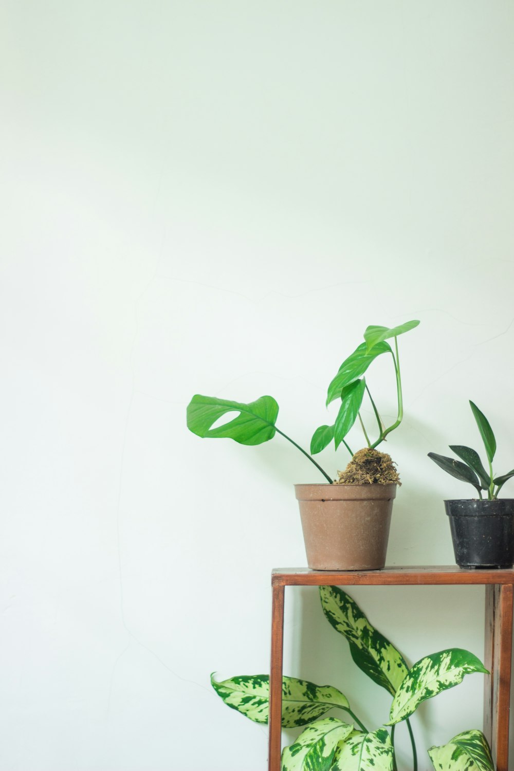 green plant on brown wooden shelf