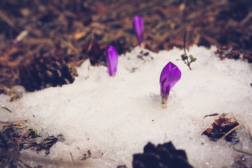 purple flower on white sand
